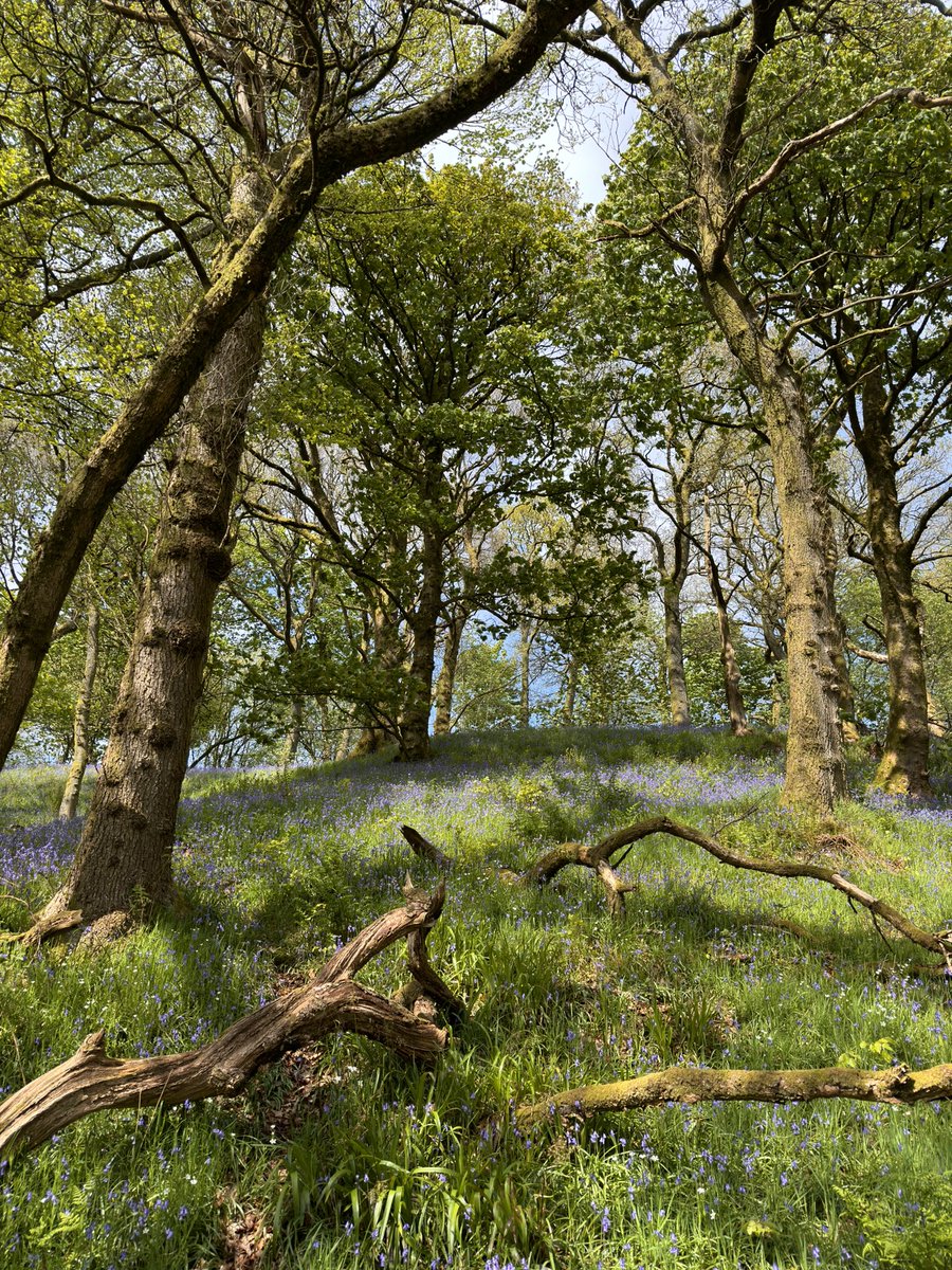 An impromptu visit to SWT’s Carron Glen reserve which is looking stunning. My first visit here as part of my attempt to visit more reserves over the year