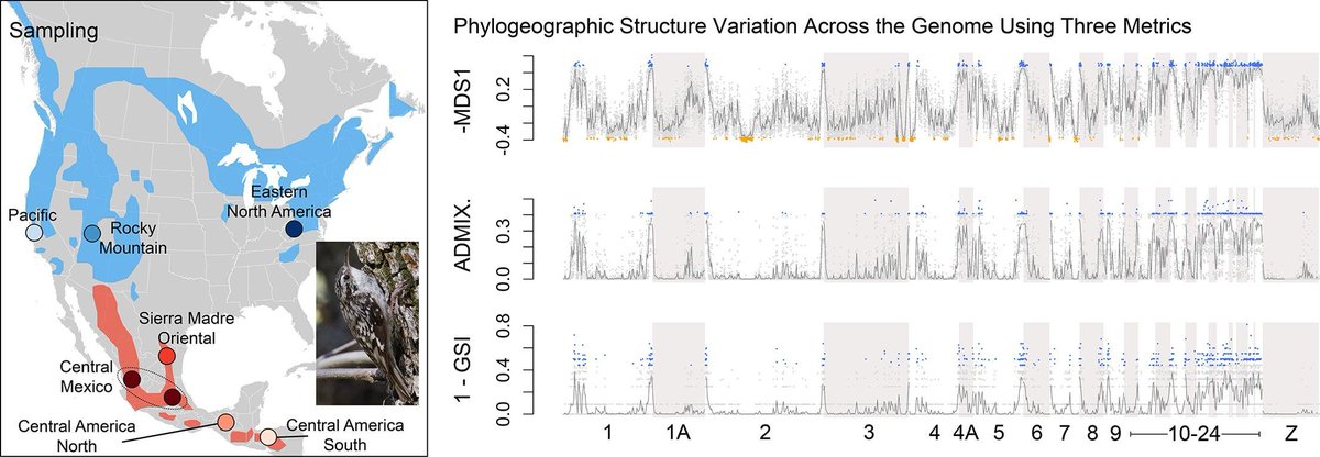 New paper where we look at variation in phylogeographic structure signal across the genome of the Brown Creeper:
authors.elsevier.com/a/1j1oL3m3nNE2…
