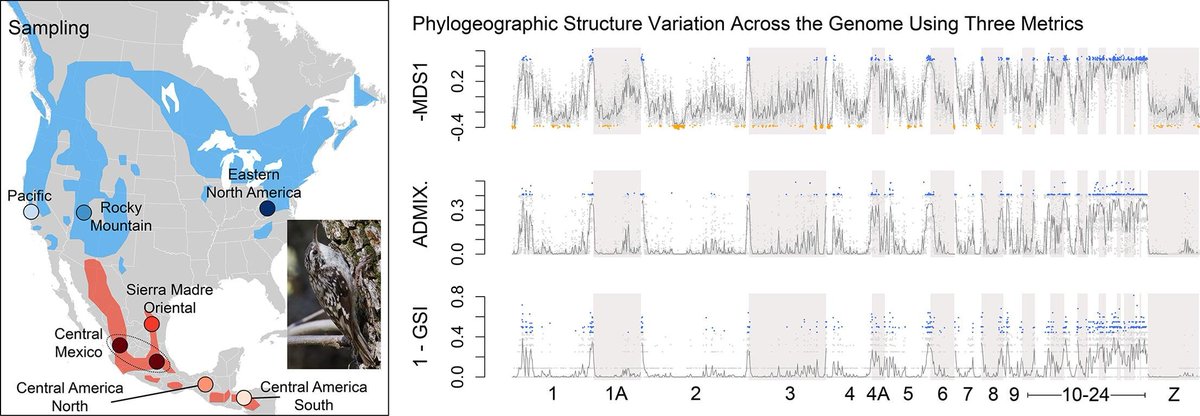 New paper where we look at variation in phylogeographic structure signal across the genome of the Brown Creeper: authors.elsevier.com/a/1j1oL3m3nNE2…