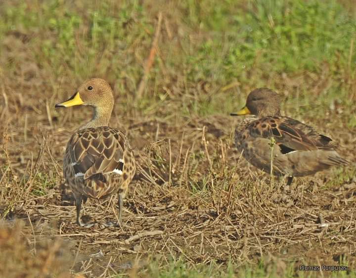 Pato maicero y barcino #LagunadeSaavedra