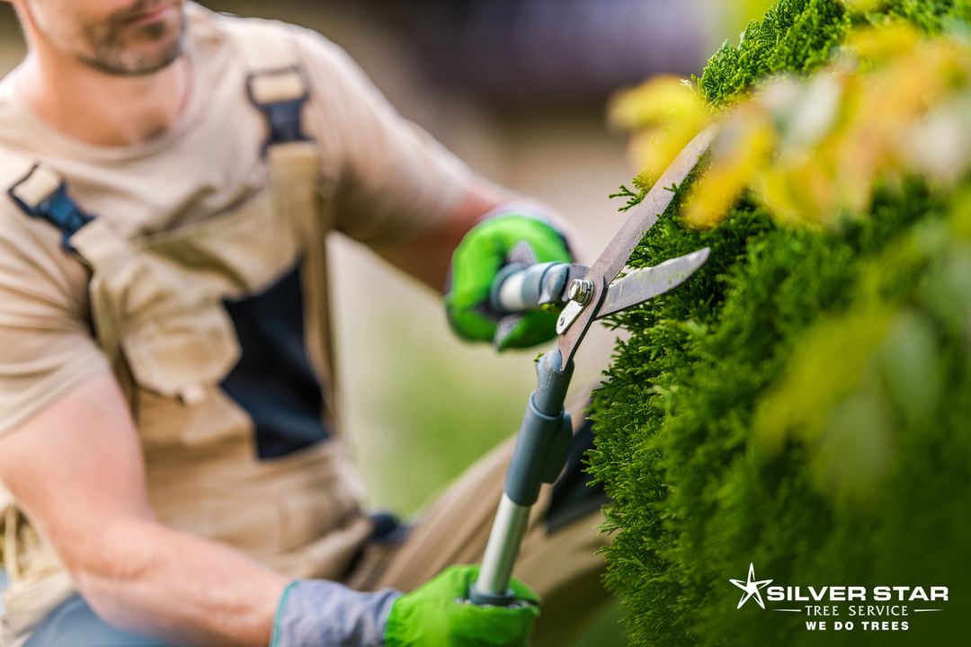 SilverStarTree1's tweet image. Pruning and Trimming!
Now is the time for winter pruning and trimming and to prepare your trees for spring growth. To shape and manage your trees properly, give us a call for a free no-obligation estimate.
zcu.io/x2PB
#silverstartreeservice
#vernontreeservice
