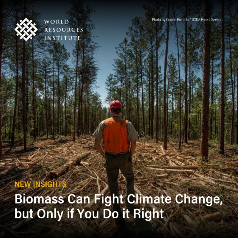#Biomass might be key for reaching net zero🏭. @WRIClimate sheds light on the issue, from #CarbonRemoval to energy production, and how guidelines and sustainable practices are pivotal in ensuring a truly carbon-negative impact. Learn more▶️ bit.ly/3HsRMLX
