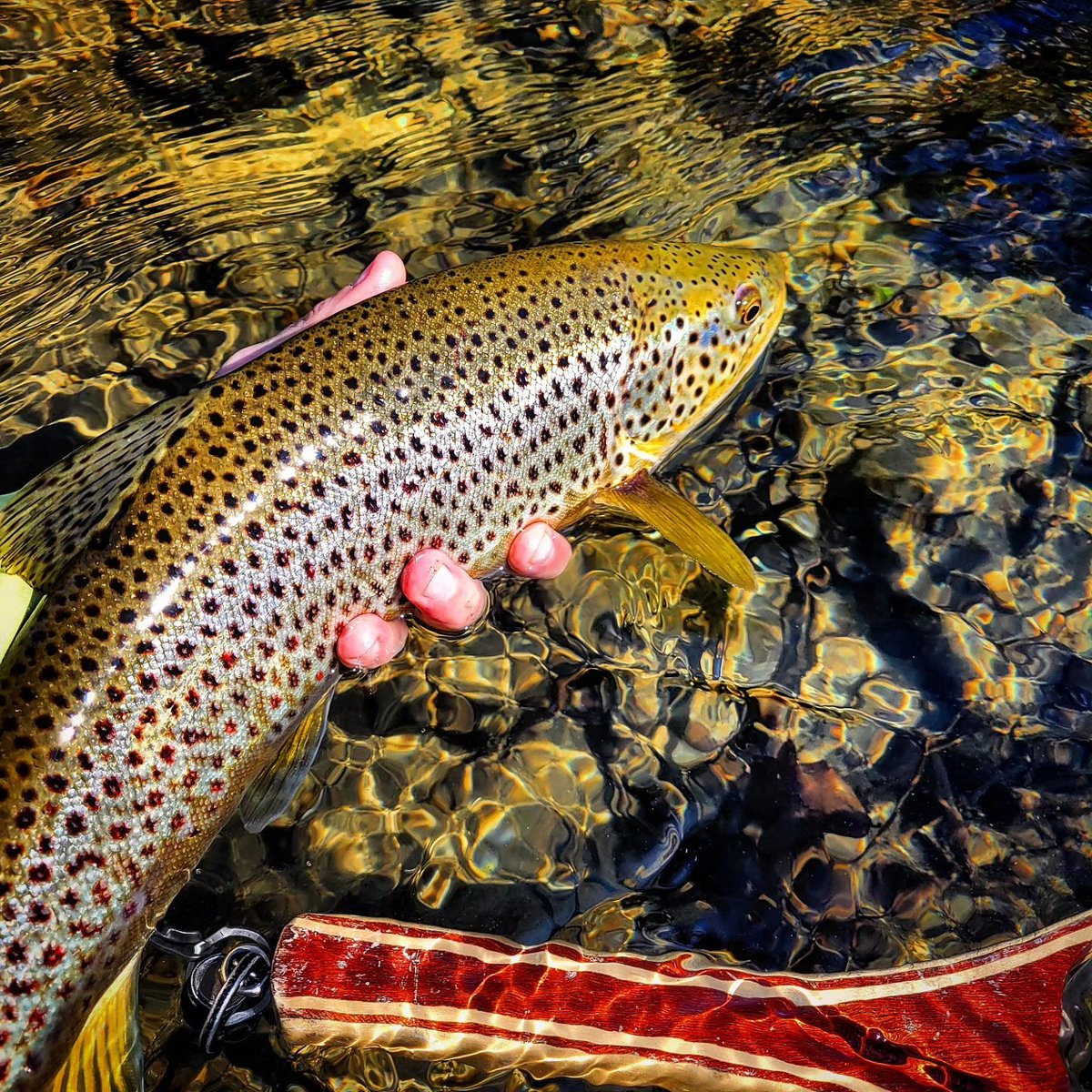 'Bad news was, it didn't fit in the net. The good news... it didn't fit in the net. Golden stone euro was all over it as usual.' // image by Gary Morin @adkflytying ⁠• •⁠ •⁠ •⁠ #trout #troutbum #flyfishingaddict #flyfishingadventures #flyfishing