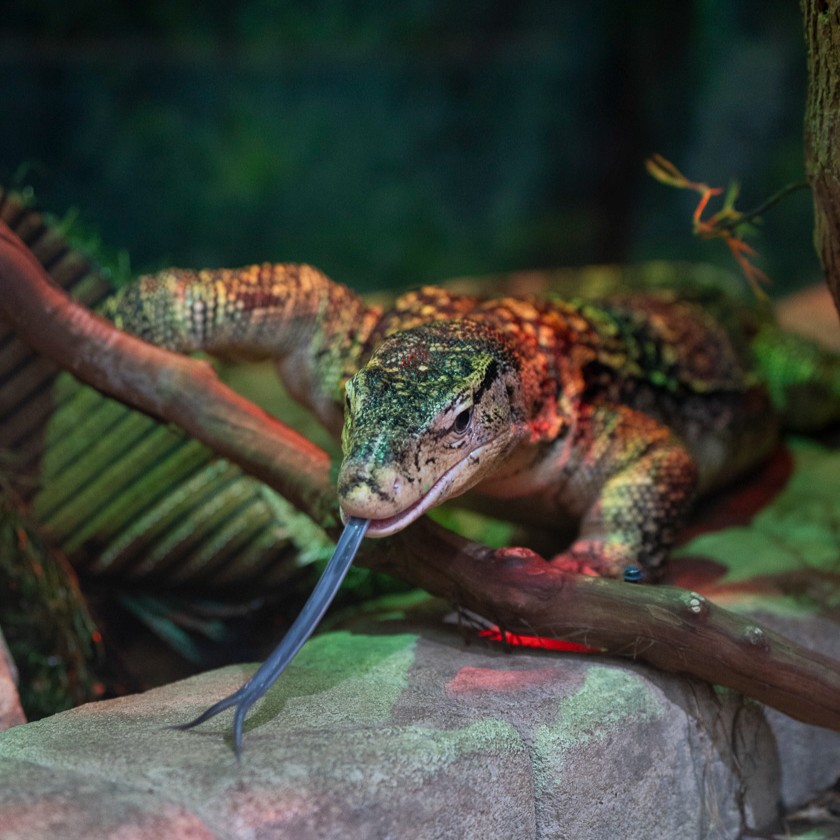 Have you spotted a water monitor during your visit to the Columbus Zoo? Hint: Visit our Asia Quest region.