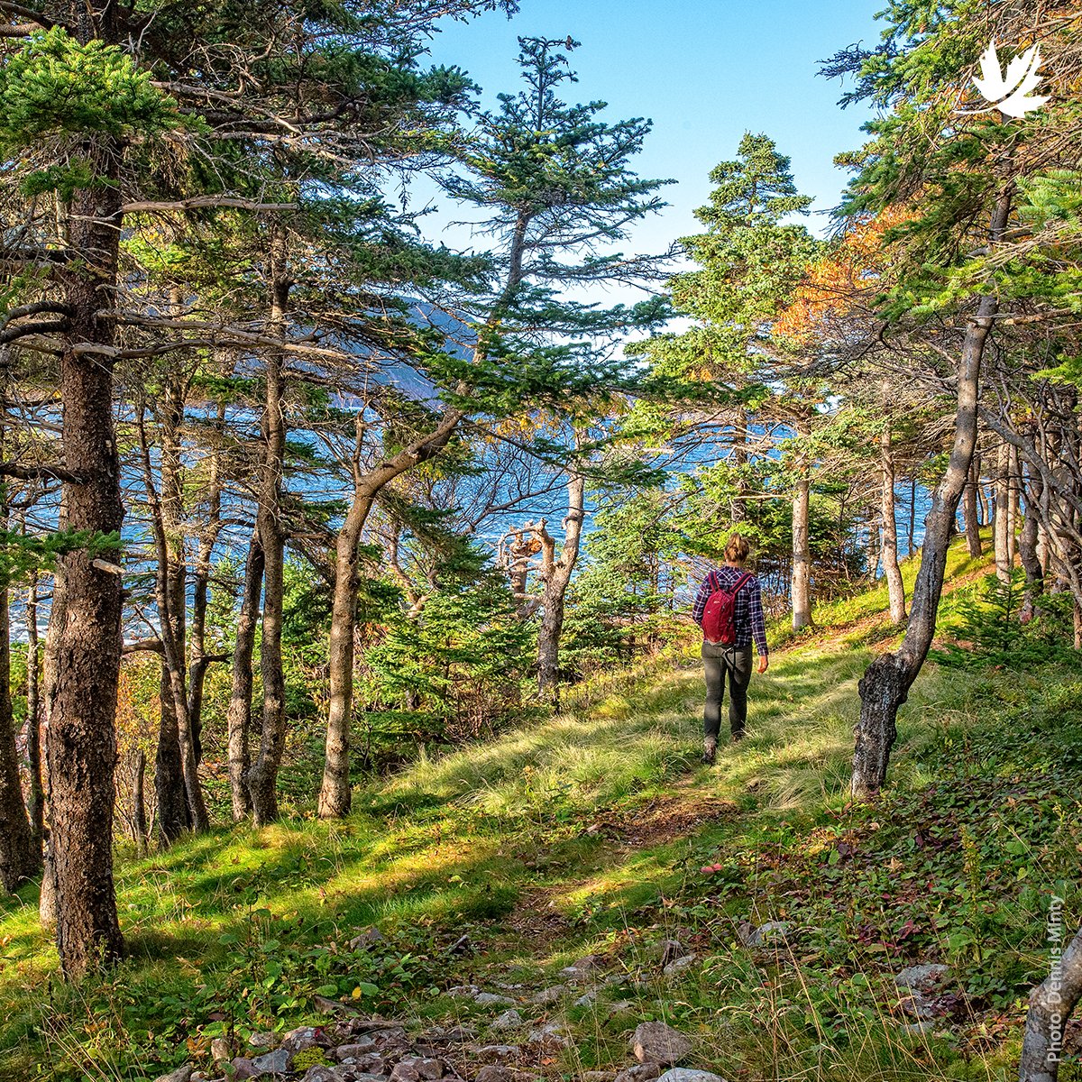 Qu'il s'agisse d'une promenade au parc ou simplement de prendre un peu de répit et d'air frais à l'ombre d'un arbre, passer du temps dans la nature peut avoir de grands bienfaits pour la santé mentale. Quelle est votre activité antistress préférée dans la nature ? #SantéMentale