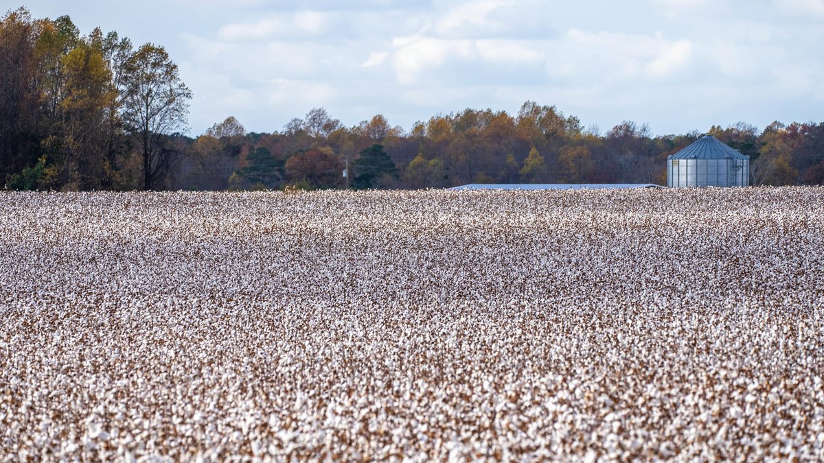 This is one of our favorite views! Our passion and love for cotton are unmatched.

#PurifiedCotton #Barnhardt #cotton #purifyingcotton #organiccotton #cottonginning #cottonplant #cottonfarming #AgriLife #UScotton #Americancotton #naturalcotton #cottonfibers #welovewhatwedo