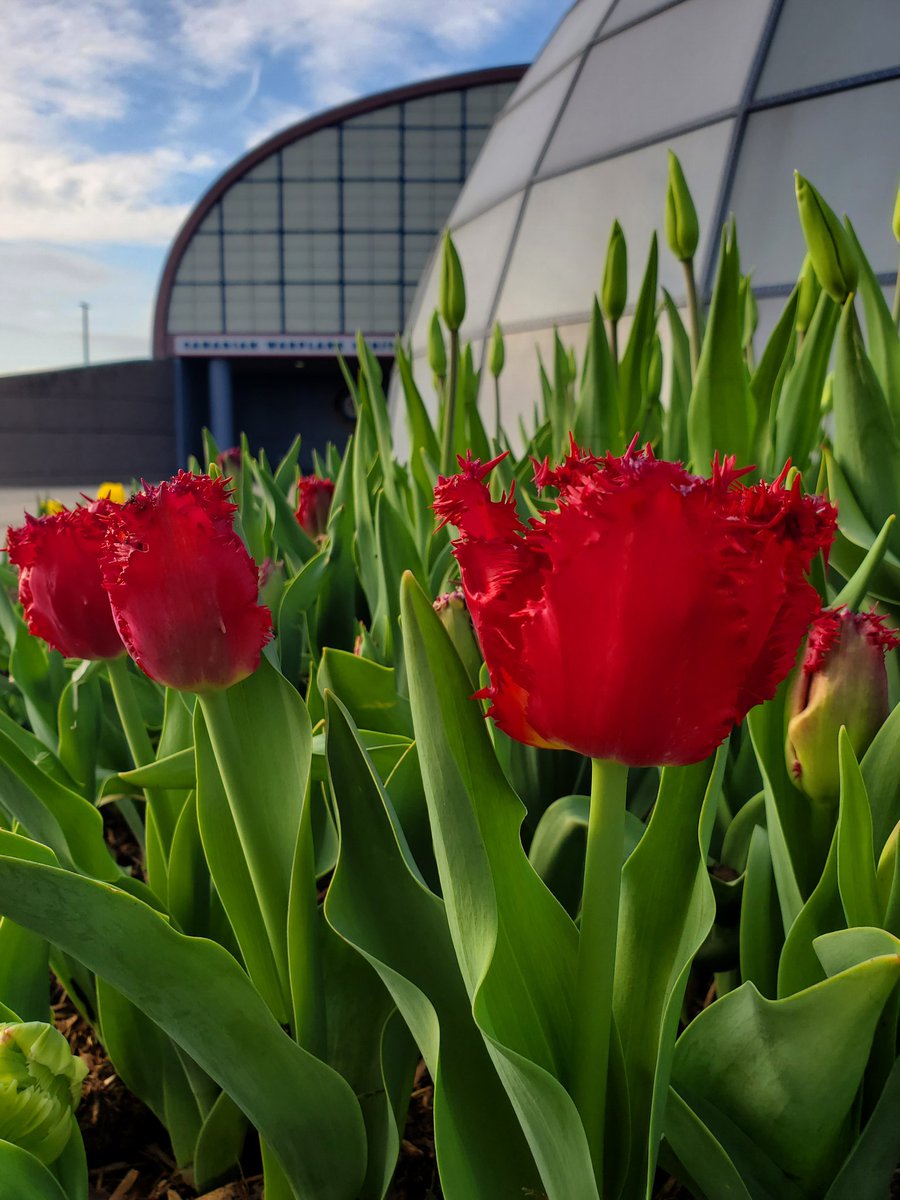 The Flyers have bloomed! The name for these deep red tulip is a tribute to the RCAF Flyers men's amateur hockey team that won the Gold medal in the 1948 Moritz Winter Olympics. @CWHM #RCAF100
