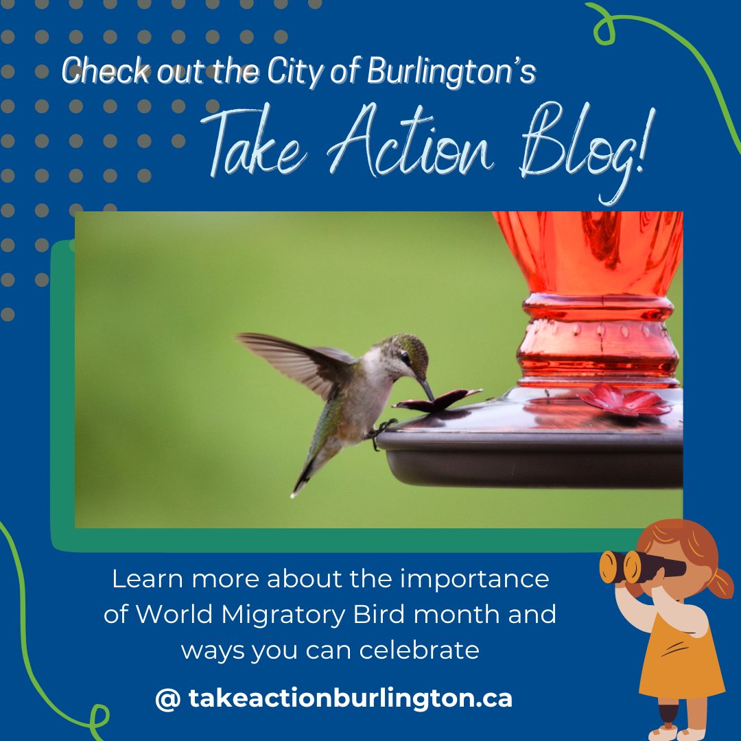 🪶May 11th is World Migratory Bird day!🪶 Learn more about how you can celebrate and protect bird species by heading to the Take Action Burlington Blog! takeactionburlington.ca @cityburlington #BurlOn #takeactionburlington #worldmigratorybirdday #birdconservation
