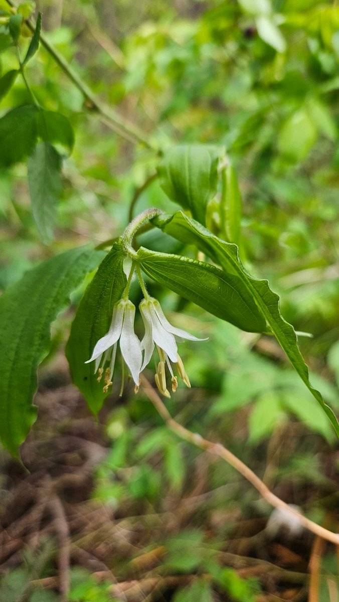 A day in the early May woods. . #flowerphotography #total_flowers #raw_flowers #wildflower #whiteflower #upsidedownflowers #stopandlookaround #pnw #easternoregon