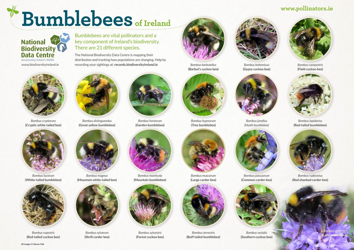 Did you know there are 21 different species of bumblebees in Ireland? 🐝@BioDataCentre @IrishBeeCP