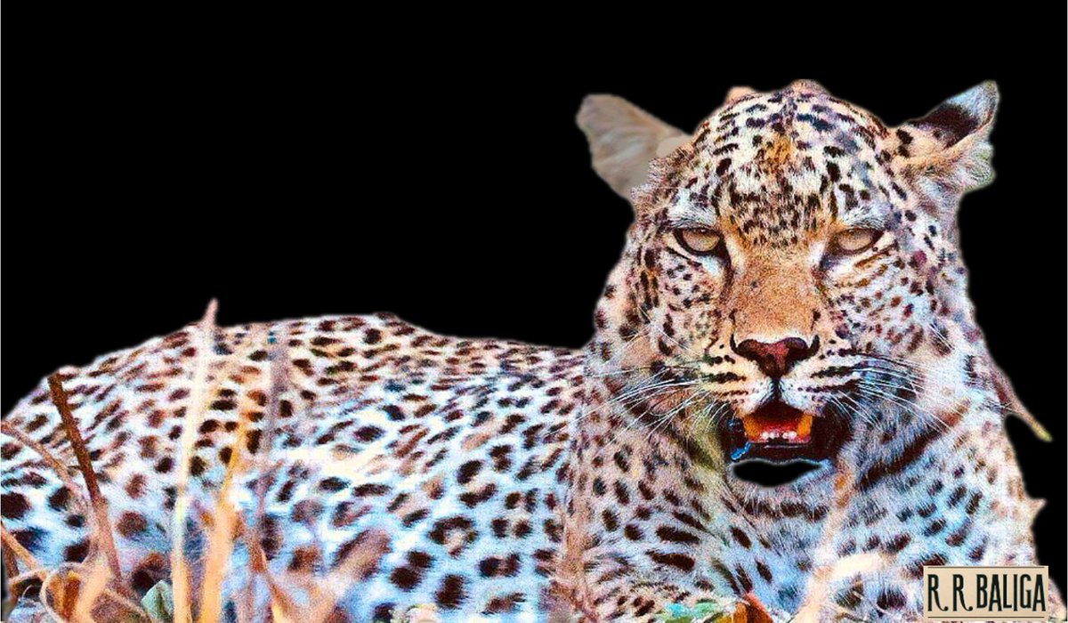 The Endagered African Leopard

#photography #wildlifephotography  #BBCWildlifePOTD #wildlife @Natures_Voice
 @BBCSpringwatch
 #Africa