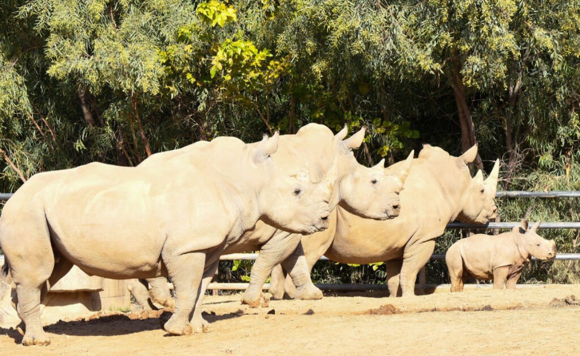 Happy Cinco de Rhino, from Masiki, Zuri, Mashaka, Imani, Maoto & Butch! This is the day we celebrate all five rhino species! 🦏🦏🦏🦏🦏 #cincoderhino