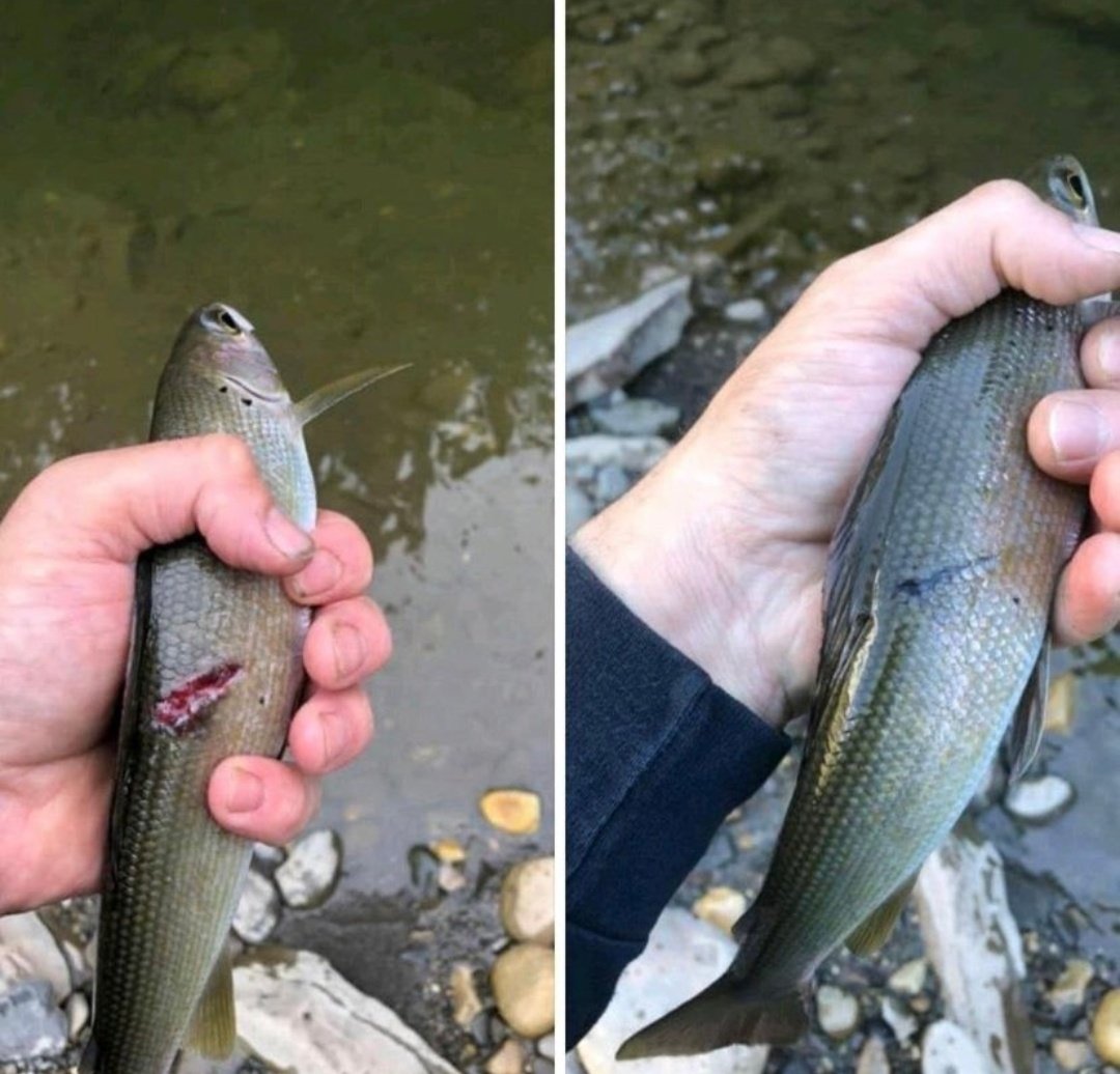 1ヶ月半後に同じ魚を捕まえた投稿主、魚の回復力凄まじい…