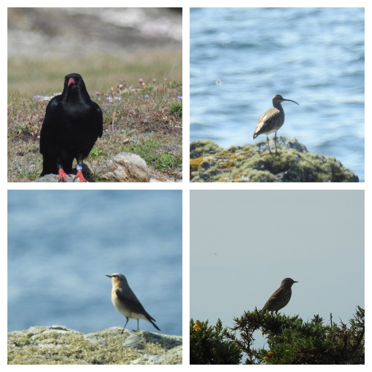 The Range #Anglesey this morning 14 Wheatear 22 Chough 1 Raven 4 Stonechat 2 Whimbrel Meadow Pipits Skylarks 2 Hares @AngBirdNews @birdsinwales