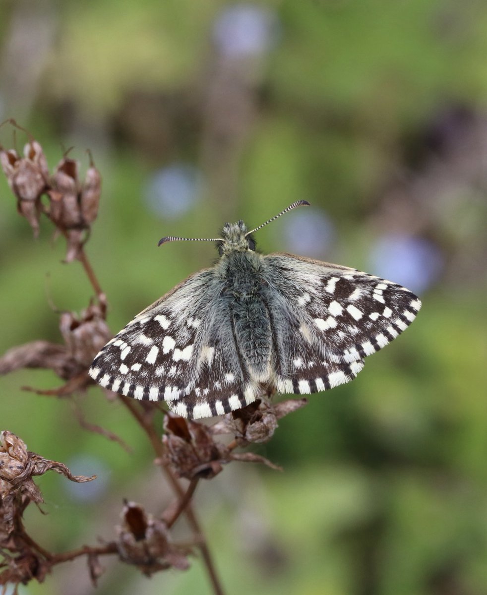 My first Grizzled Skipper of the year ay Honeybourne today. Numbers are still fairly low and should peak in the next week or so. ⁦@BC_WestMids⁩ ⁦@savebutterflies⁩