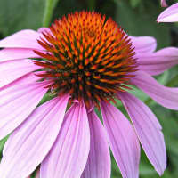 Cancer
Breast Cancer
Echinacea Extract is a potential candidate for breast cancer treatment
Echinacea displays different biological activities, such as antiviral, immunomodulatory, and anticancer activities.