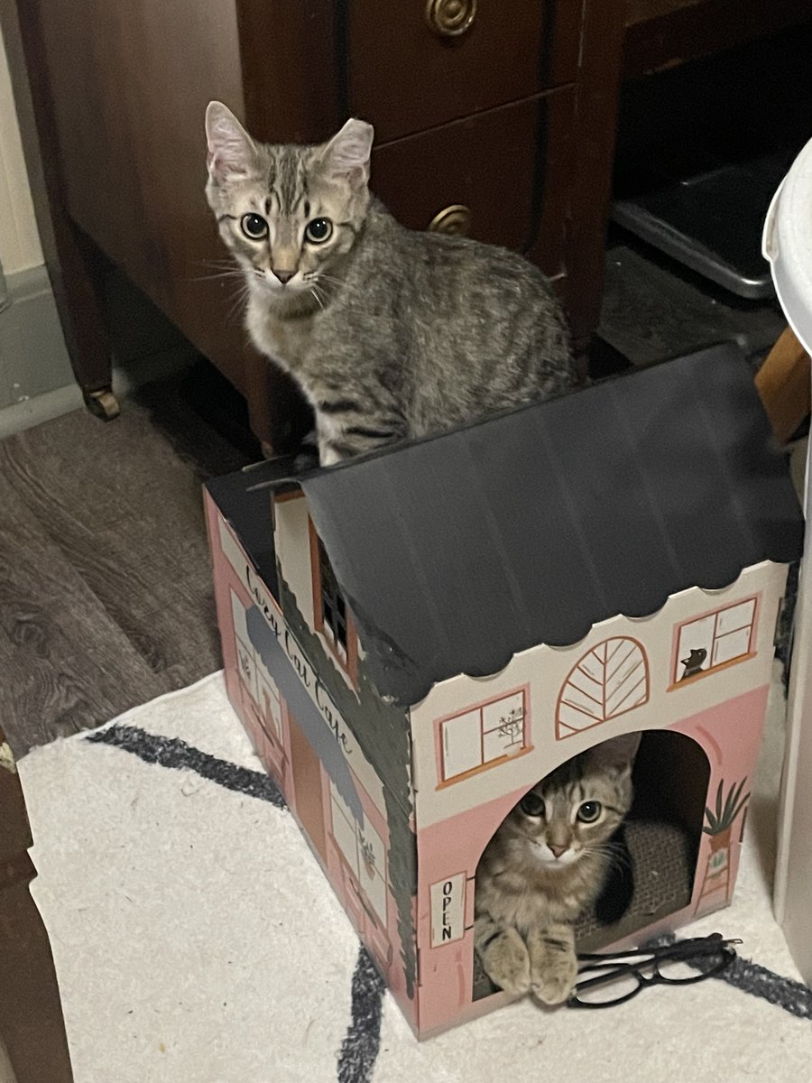 Harry and Larry #kittens just can't understand why no one wants them! They are 4 months old, vaccinated, neutered and microchipped. They love to play, love, and be loved. They get along with adult and senior cats. Adopting from us is easy: Reply or send us your contact…