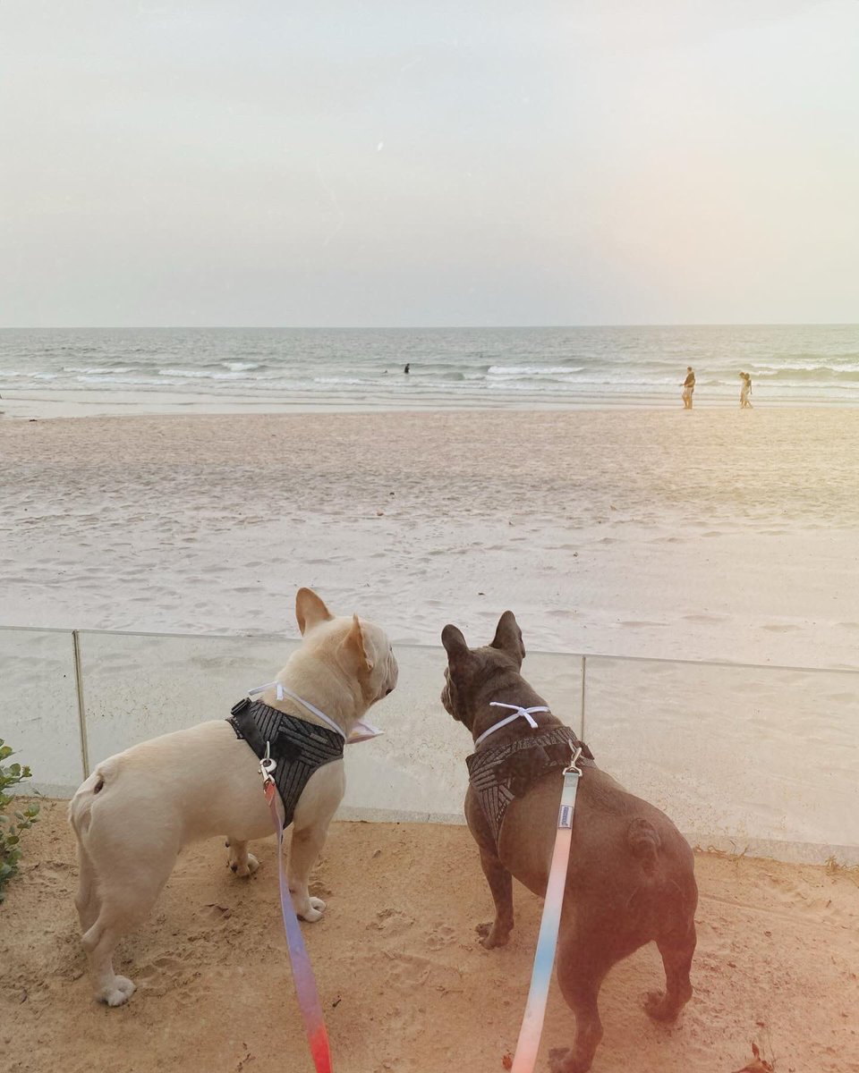 Love me love my Frenchie 🐶🐾🏝️✨