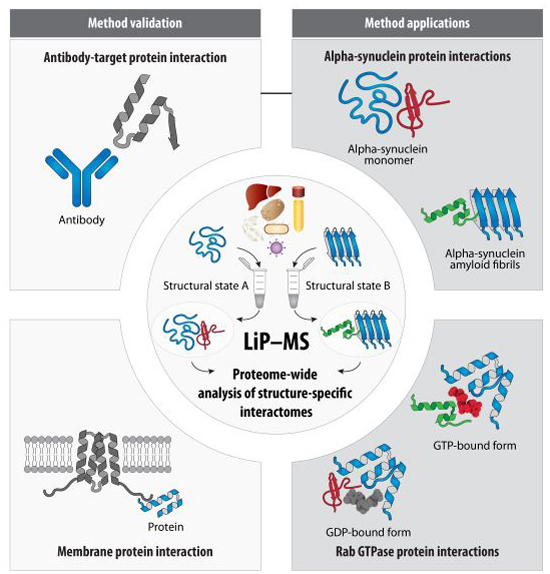 A #StructuralProteomics approach is applied to identify conformation-specific interactors of Rab GTPases & of the monomeric &fibrillar forms of #alphasynuclein ➡️embopress.org/doi/full/10.10… @Picotti_Lab @IMSB_ETH #MassSpec #ProteinProteinInteractions #proteomics