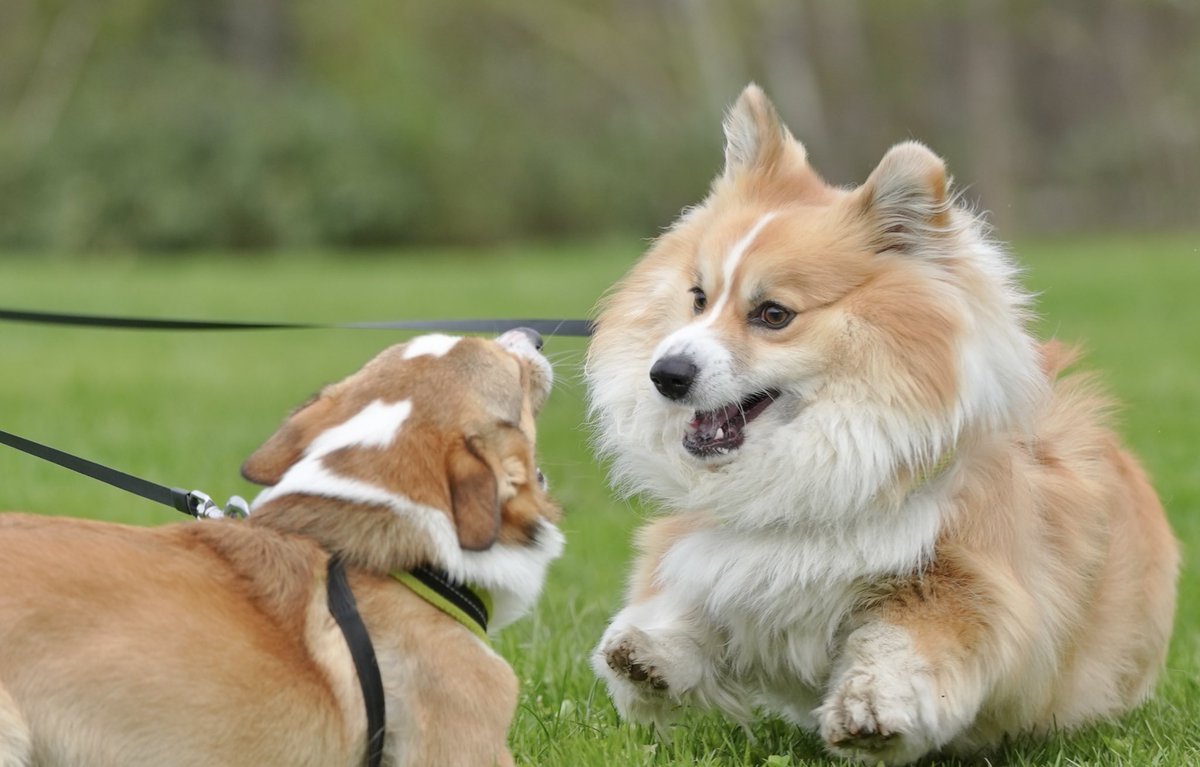 毛玉怪獣がしょうぶをしかけてきた！🍞 #コーギー #corgi #sel70200g2