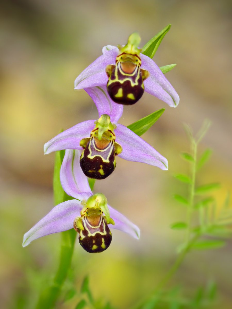 “La terra somriu mitjançant les flors”. 
  Ralph Waldo Emerson.

Ophrys apifera Huds. (mosques d’ase).
29.04.2024 #orquídies #orquideas #orchids #Menorca #BalearsNatura #MenorcaBiosfera #biodiversity #biodiversitat