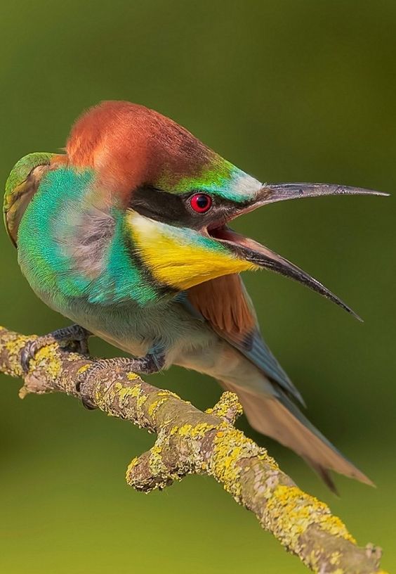 European Bee-eater
#birds #birdwatching #NaturePhotography #wildlifephotography
