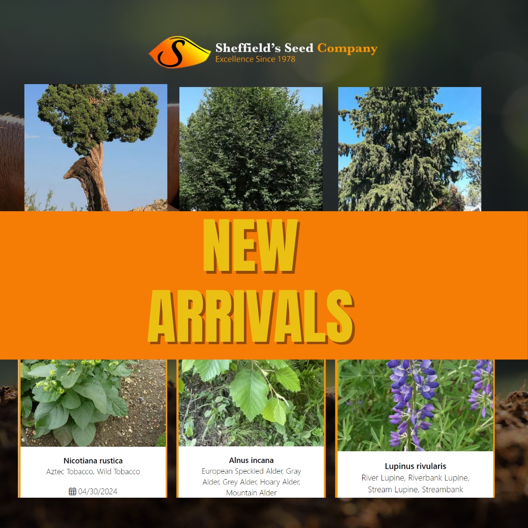 🌱 At Sheffield's Seed, new arrivals sprout daily! 🌿

Explore the latest additions to our collection and embark on a botanical adventure like no other. 🌺🌿
sheffields.com/new-arrivals

#NewArrivals #BotanicalBliss #SheffieldsSeed #SeedBank #Seeds #SheffieldsSeedCo #SeedExperts