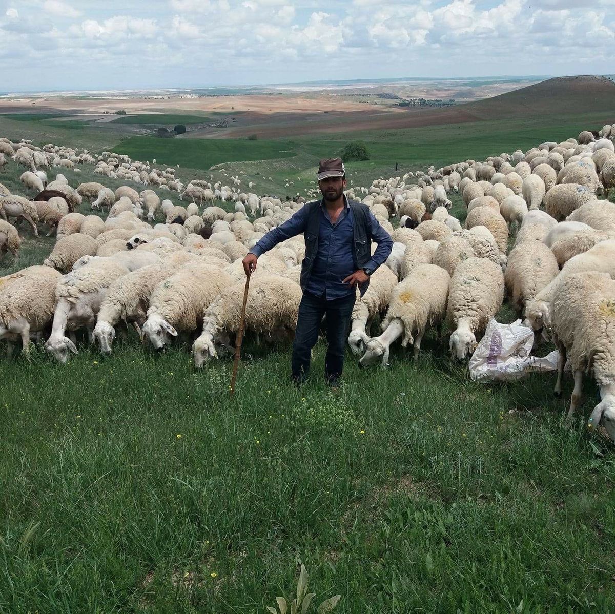 Elazığ Damızlık Koyun ve Keçi Yetiştiricileri Birliği Başkanı Mahmut Sezer: “Elazığ'da 100 bin TL maaşla çalışacak çoban bulamıyoruz.”