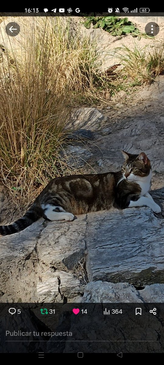 OpenEye95053629's tweet photo. El día 1 de mayo de 2024 desapareció esta gatita de su colonia en el #Tossal #Alicante
si alguien la ve por favor avise al
☎️ 630 51 83 77 https://t.co/s4ZjLAbASw