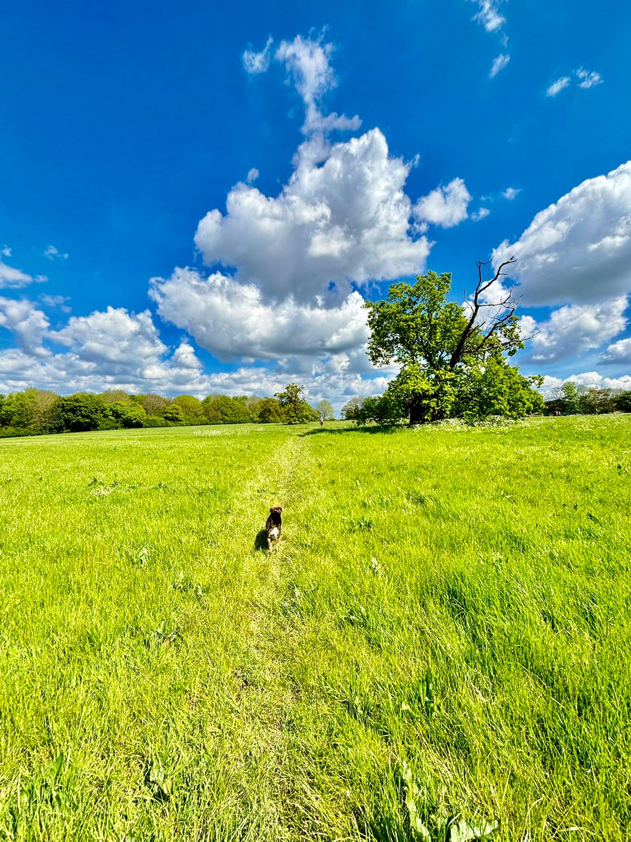 The view from here: our walk today around Nowton, Bury St Edmunds, replete with Suffolk’s familiar ingredients: big skies, wide fields, and - at last! - a hint of summer’s arrival