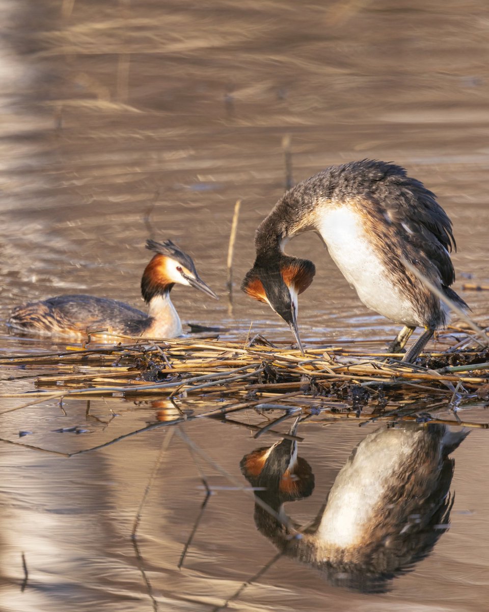 Silkkiuikut. Great Crested Grebes.

Helsinki 5/24. #BirdsOfTwitter #birds #linnut #suomen_linnut #birdlife_suomi