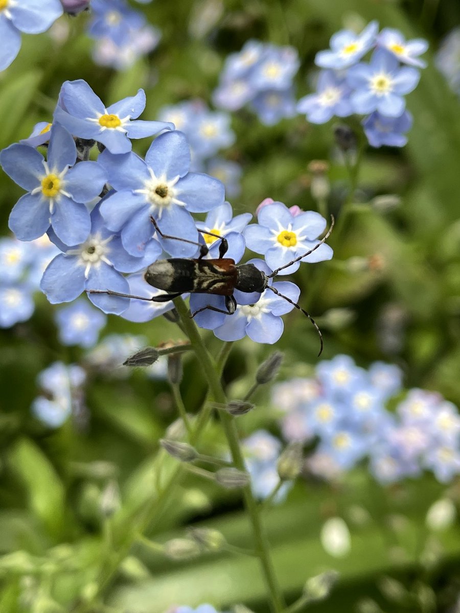 Tom Hibbert (@tomhibbert54) on Twitter photo I’ve been looking for Anaglyptus mysticus for the last two springs with no joy. Today I stumbled across one in my parents’ garden! <a href="/NLonghornRS/">National Longhorn Beetle Recording Scheme</a> I’ve been looking for Anaglyptus mysticus for the last two springs with no joy. Today I stumbled across one in my parents’ garden! <a href="/NLonghornRS/">National Longhorn Beetle Recording Scheme</a>