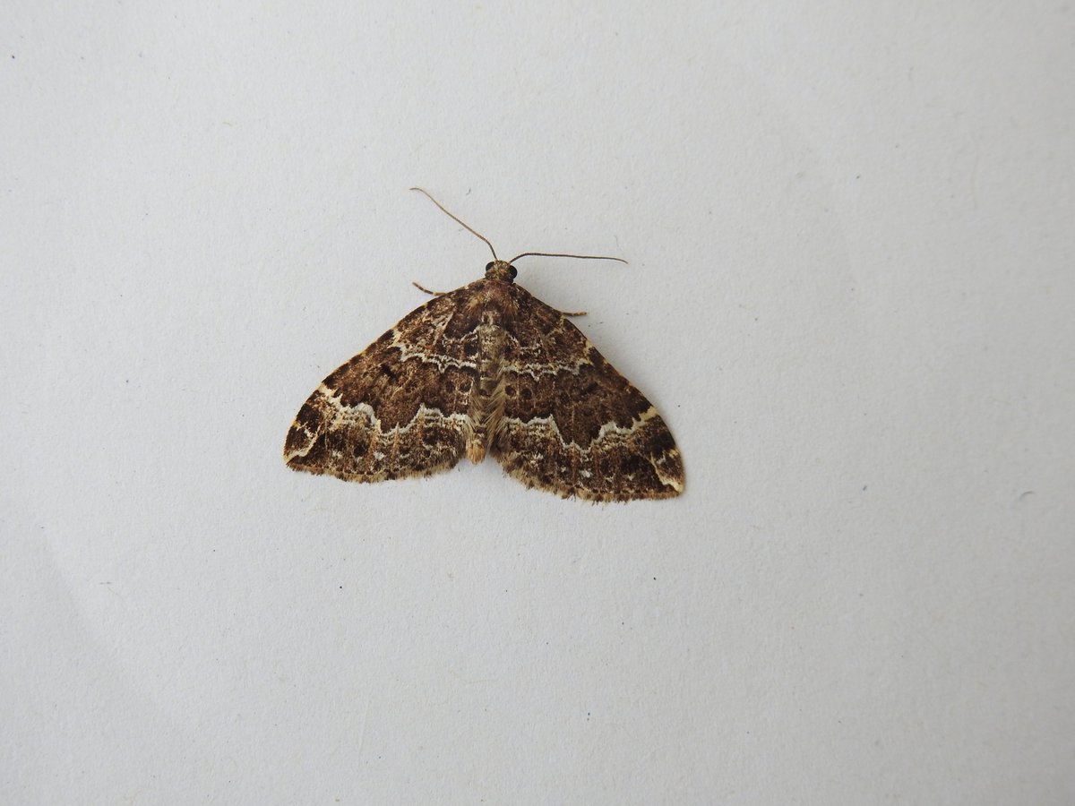 Some better pics of the moth from the trap... Willow Beauty Pale-shoudered Brocade Powdered Quaker Water Carpet.