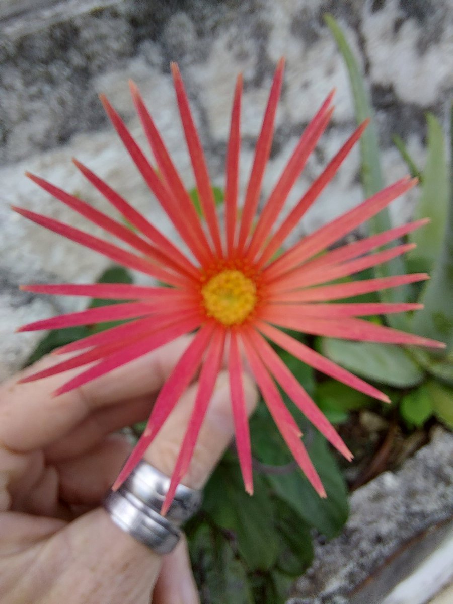@OwlCitizensX @MultiversX Today sudy night, i would to see this flower and i would sent to you a little love because #OwlsNeverSleep #mvx
In #NewCaledonia
erd12rc9sgfmal0sekkqulvk75drsuk7kv9msqpxfjp5estlwhvsvwns4698w2