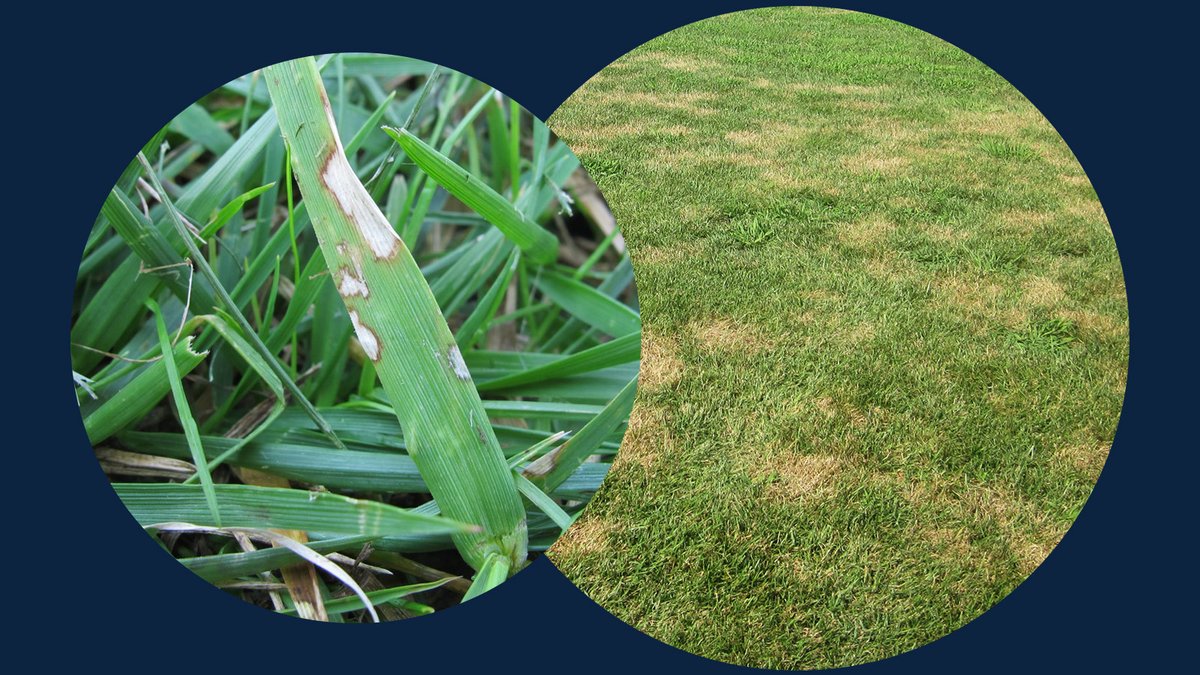 Not all soilborne pathogens have a preference for roots. For instance, Rhizoctonia solani induces foliar blight on cool-season turf (brown patch) and triggers stem and sheath necrosis on warm-season turf (large patch). #SoilborneSunday
