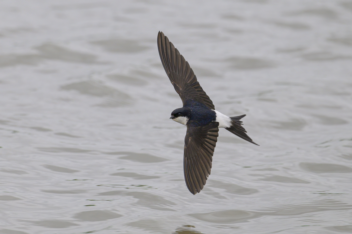 A sunny day here @RSPBTITCHWELL today with some great birds out on the reserve - Cuckoo, Bittern, Common & Black Redstart, Ringed Plover and a summer plumage Red throated Diver out on the sea - amazing!🤘👍
📸 - House Martin
📸📸 - Photo credit - Cliff Gilbert