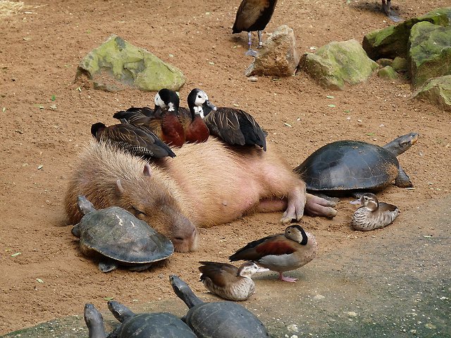 Capybaras are herbivores, therefore harmless to other animals around them. They're easy-going semi-aquatic mammals, social, friendly, and gentle, and get along with just about everyone, so it makes sense that other animals would enjoy their company This is an example