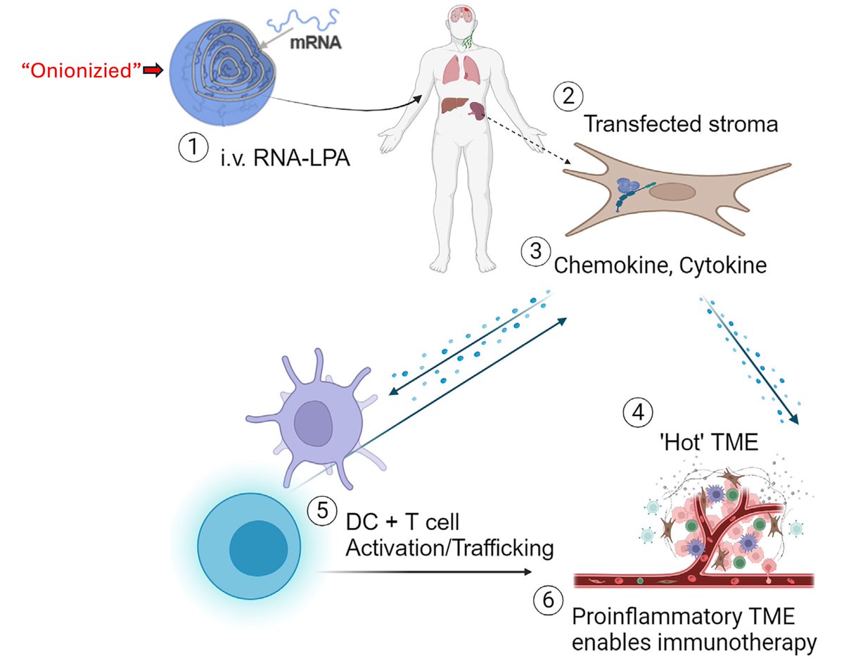 Gliobastomas are among the most aggressive and fatal cancers. After marked success treating 10 dogs, a unique IV "onionized" mRNA/nanoparticle individualized vaccine induced a striking anti-tumor immune response
cell.com/cell/abstract/… <a href="/CellCellPress/">Cell</a>  <a href="/UF/">FLORIDA</a>