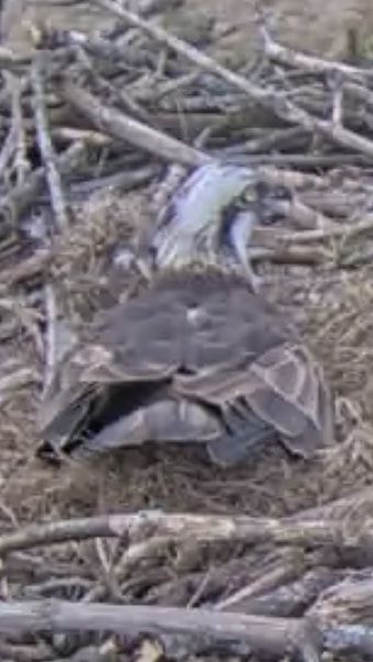 Beak open for some gular fluttering, the bird equivalent of panting. Must be warm out there. Which is unexpected for a bank holiday weekend.