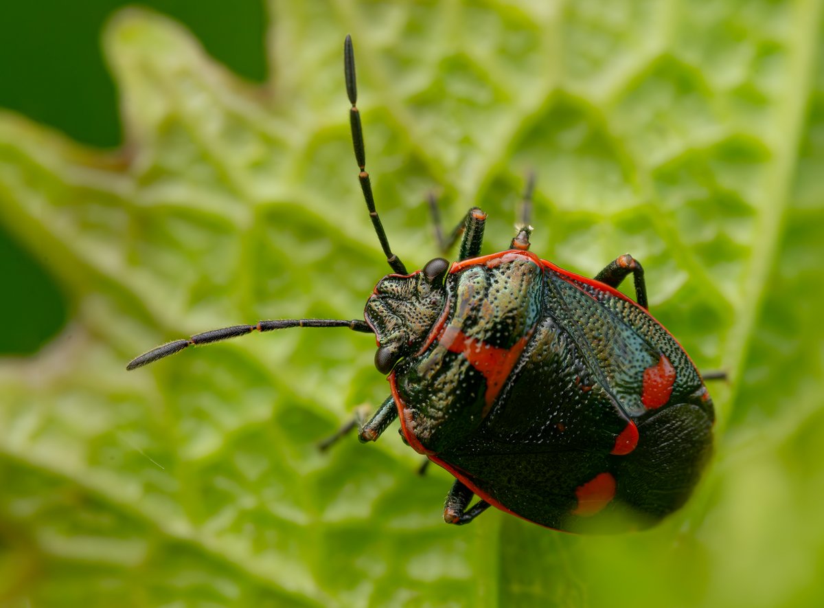 Brassica Shieldbug (Eurydema oleracea). Available in a variety of different colours.