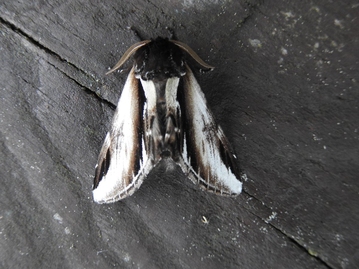 And some more... Nut-tree Tussock Least Black Arches Lesser Swallow Prominent.