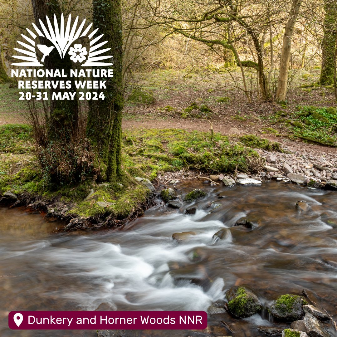 There's just under two weeks until #NNRWeek! 🏞️

🎉 Keep an eye out on our social between the 20th to 31st May, when we'll be celebrating our most important places for nature!

Which Somerset NNR is your favourite? ✍️

@NaturalEngland #NationalNatureReserves