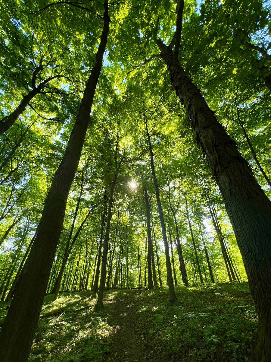 We Rise By Lifting Others ~ Robert Ingersoll #SundayMorning #SunRise #TreeEnergy