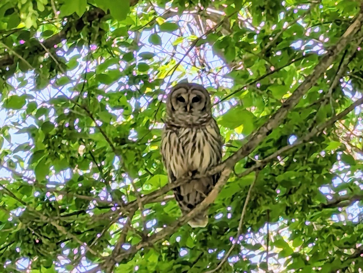 Saw this beautiful Barred Owl last week, in trees along the Chesapeake and Ohio Canal National Park