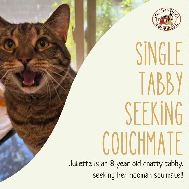 Seeking a Soulmate: single #tabbycat female, 8 yrs young, seeks loving home. ❣️

If you're ready to embark on a journey filled with endless cuddles, playful banter (#chattycat) & unconditional love, then Juliette is the cat for you!

shelterluv.com/matchme/adopt/…

#adoptacat #catsrule