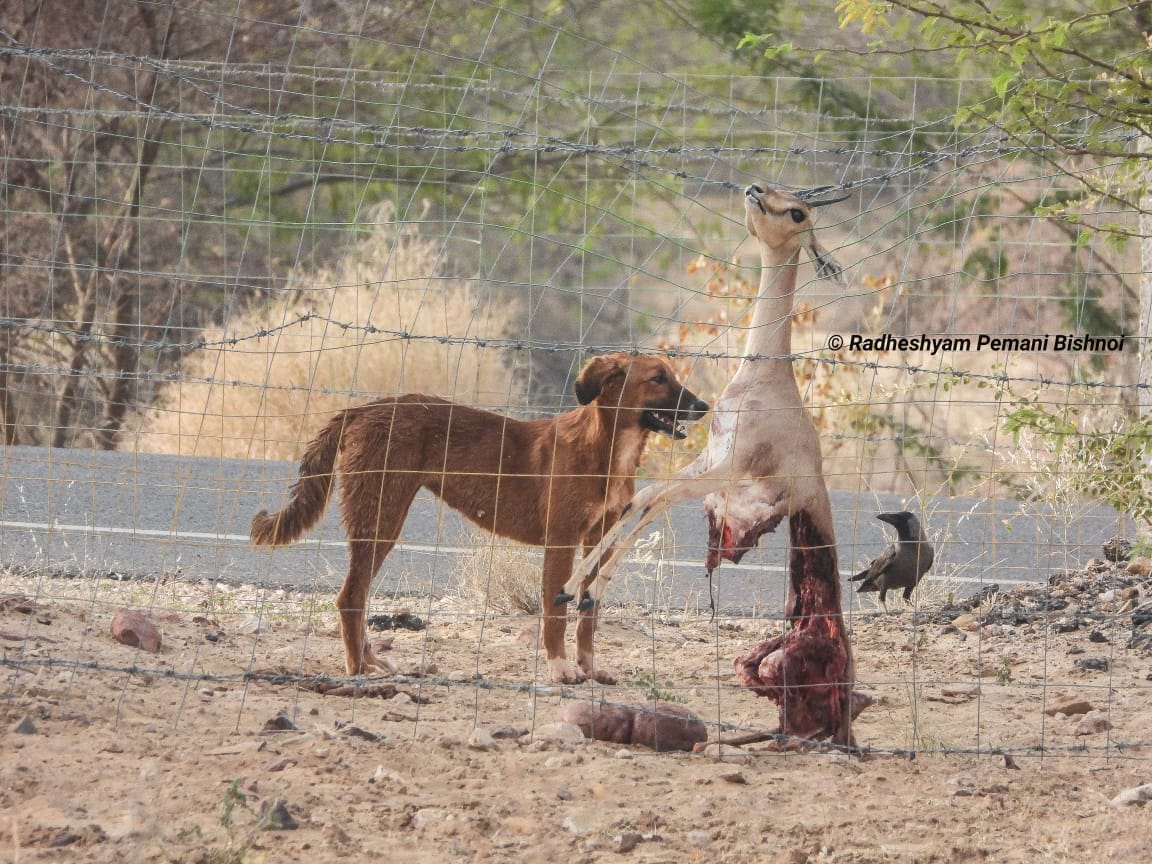 Repost 
हिरणों के इन हालातों को कब समझेगी सरकार।
जोधपुर बाड़मेर बालोतरा जैसलमेर नागौर बीकानेर सांचौर फलोदी जिलो में हिरण बहुतायत में थे।अब विलुप्त होने के कगार पर है 
#कुत्तो_से_हिरण_बचाओ
@Sanjay4India1 @ForestRajasthan @moefcc @RajGovOfficial 
यह तस्वीरें बहुत भयानक संकेत है!!👇