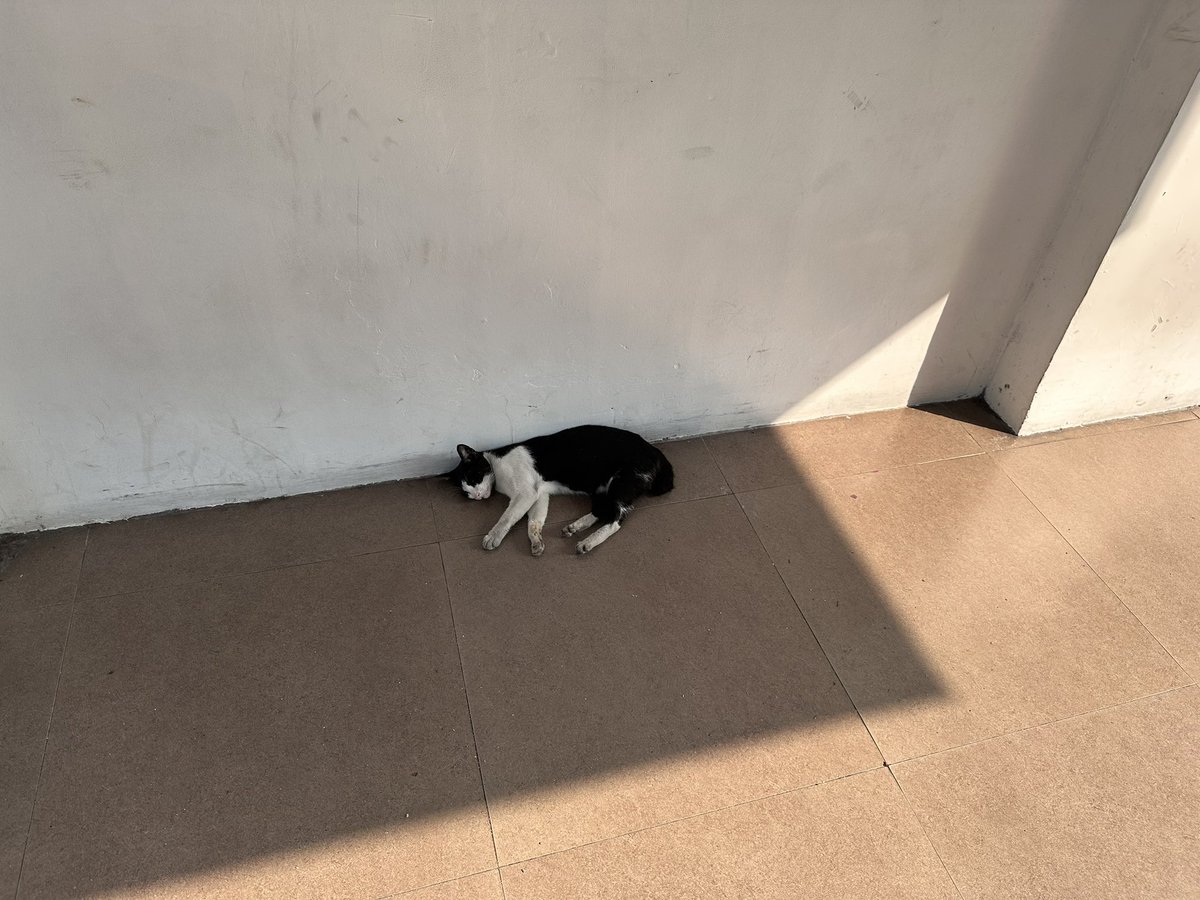 ただいまです🇯🇵 (ジャカルタで昼寝してる猫を添えて)