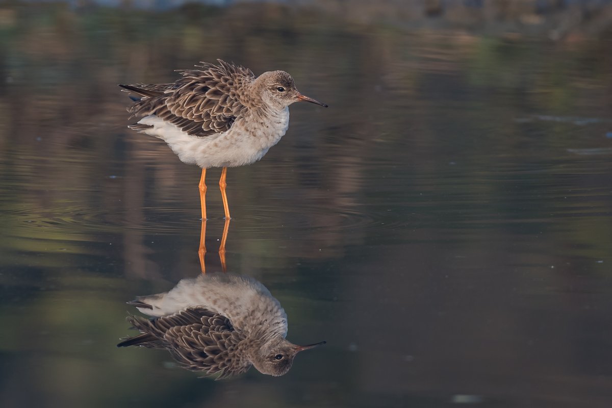 Another Reflection pic... Do you have any reflection pic to share? Ruff - Calidris pugnax #IndiAves #ThePhotoHours