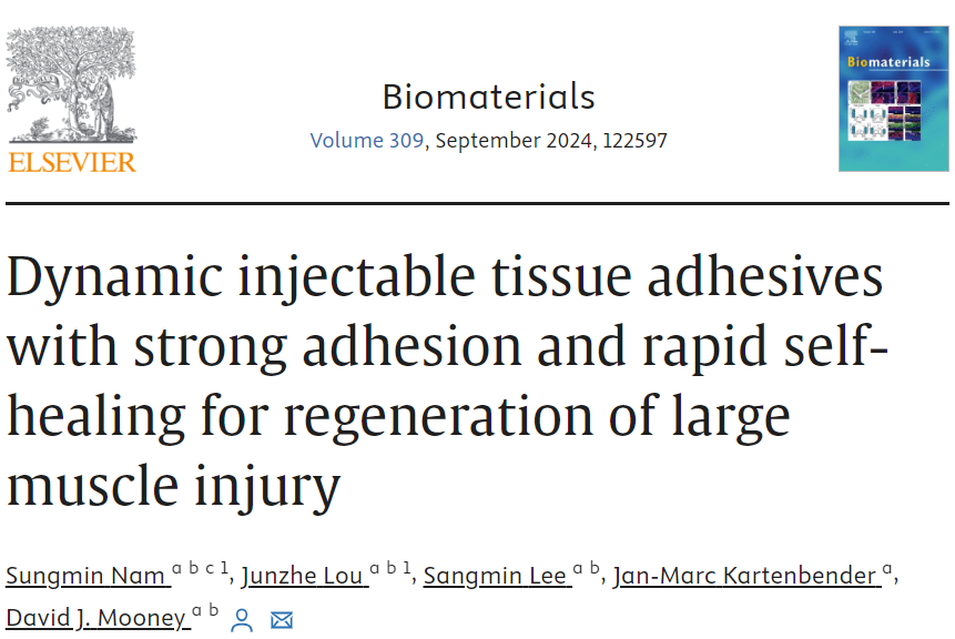 New @Biomaterials_: A promising advancement for muscle regeneration! The injured muscles of mice treated with the adhesives displayed increased weight and higher force generation than comparative controls. @_SungminNam doi.org/10.1016/j.biom…