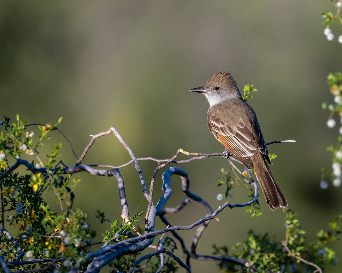 Brown-crested Flycatcher in Creosote